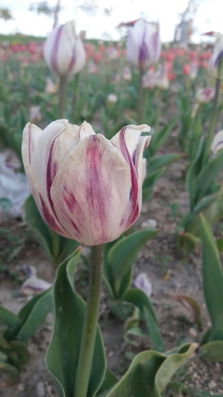 #flower