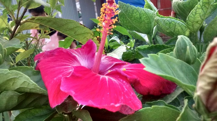 Shoeflower.