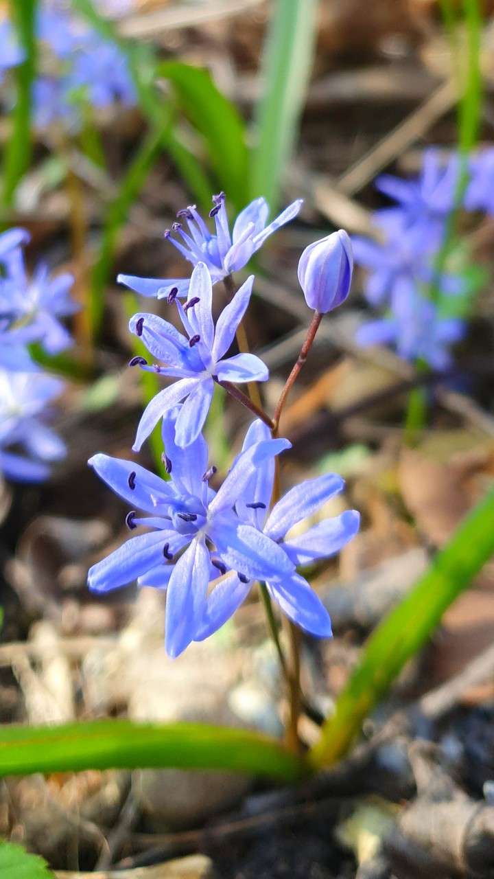 Frühling