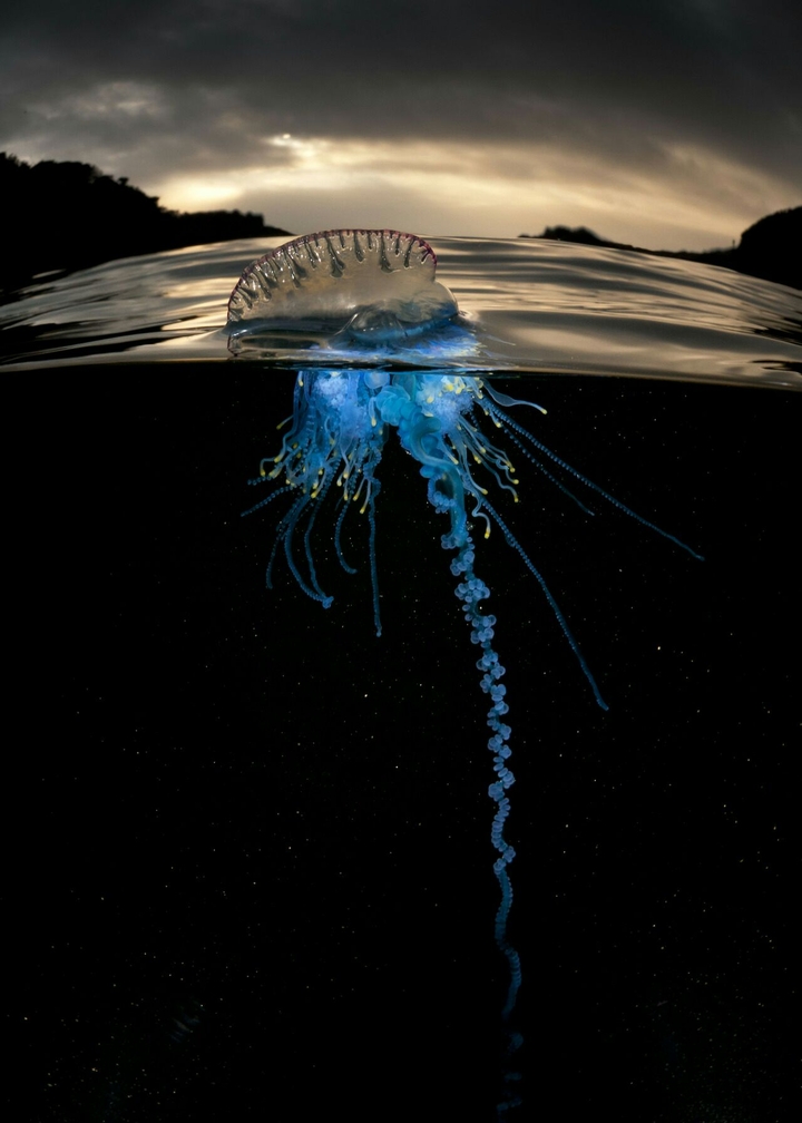 jellyfish