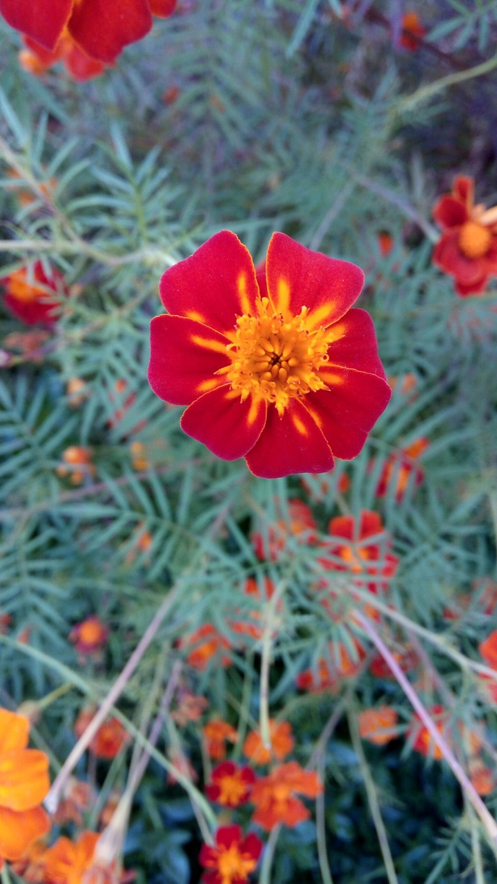 flower