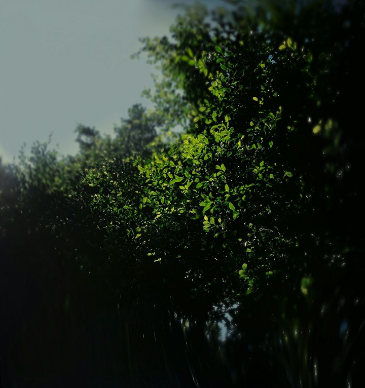 Tree Leaves