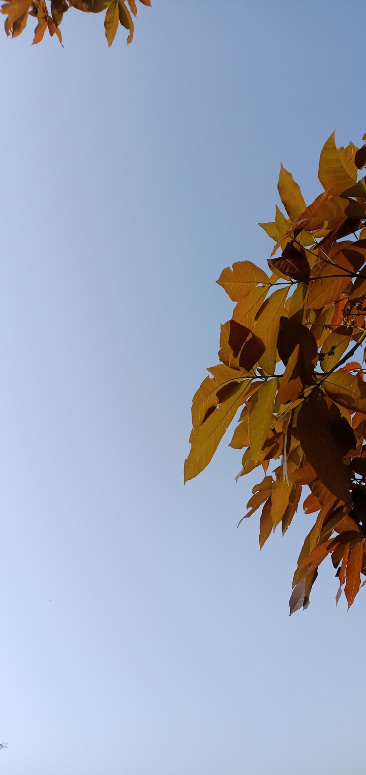 nature picture