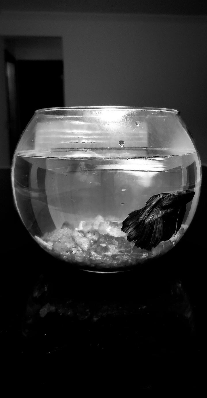 Black fish
