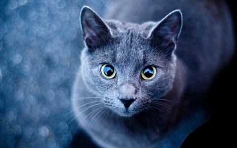 cat Blue