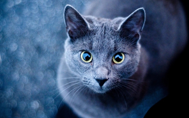 cat Blue