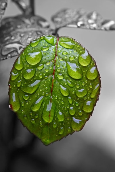 droplets
