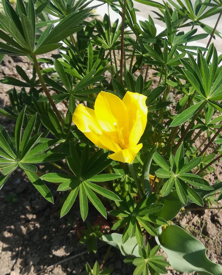 Tulip