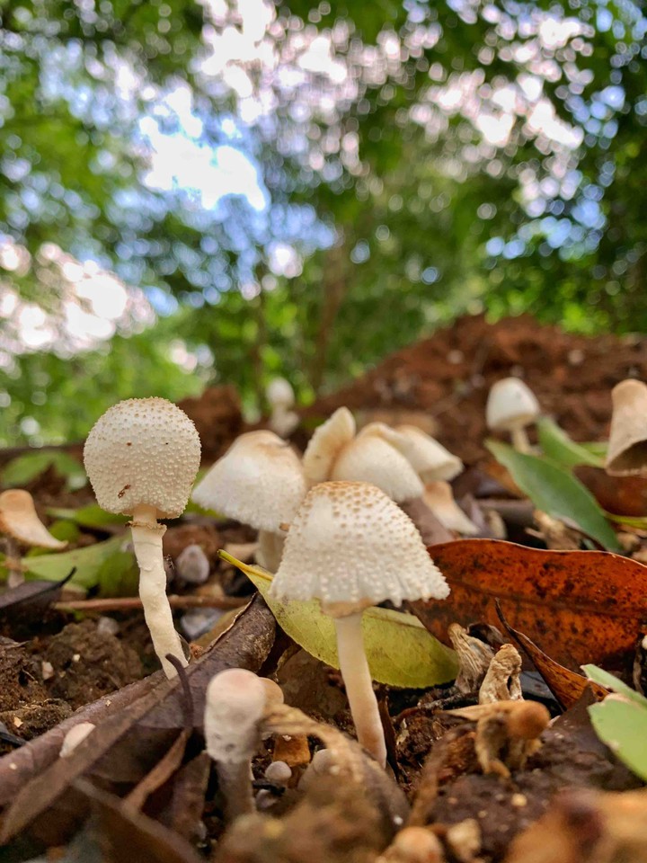 Cogumelos