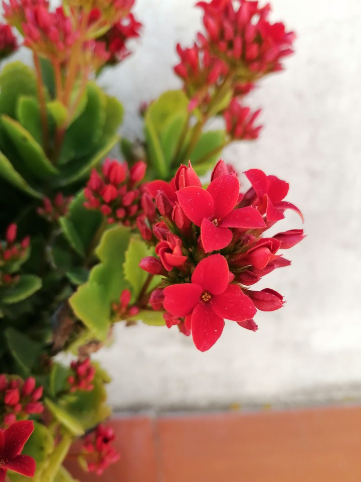 bloom