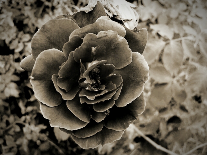 Rose