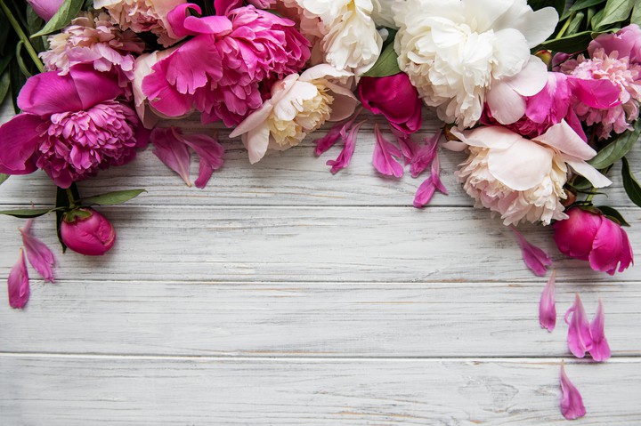 Flowers & Petals