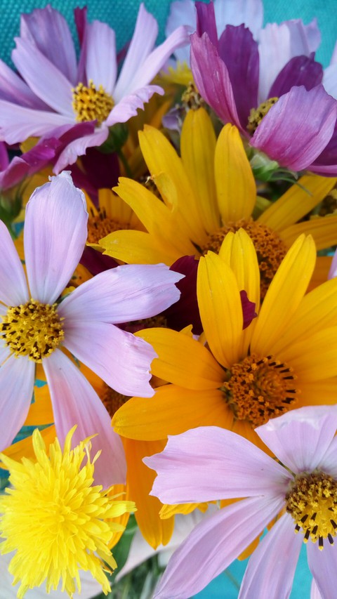 Multicolored