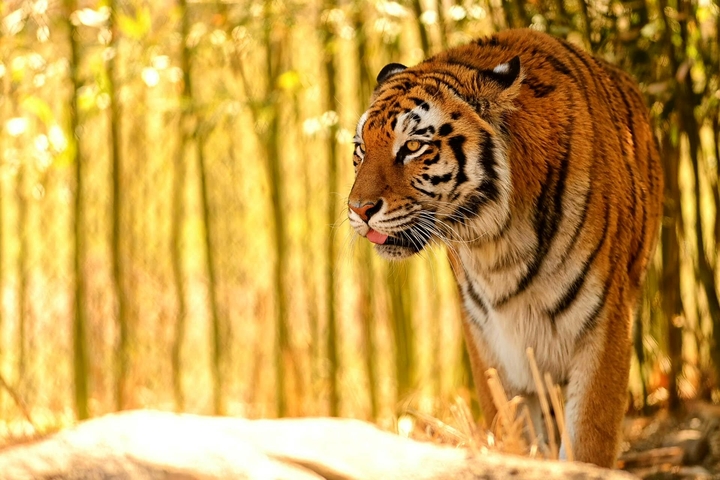 tigar