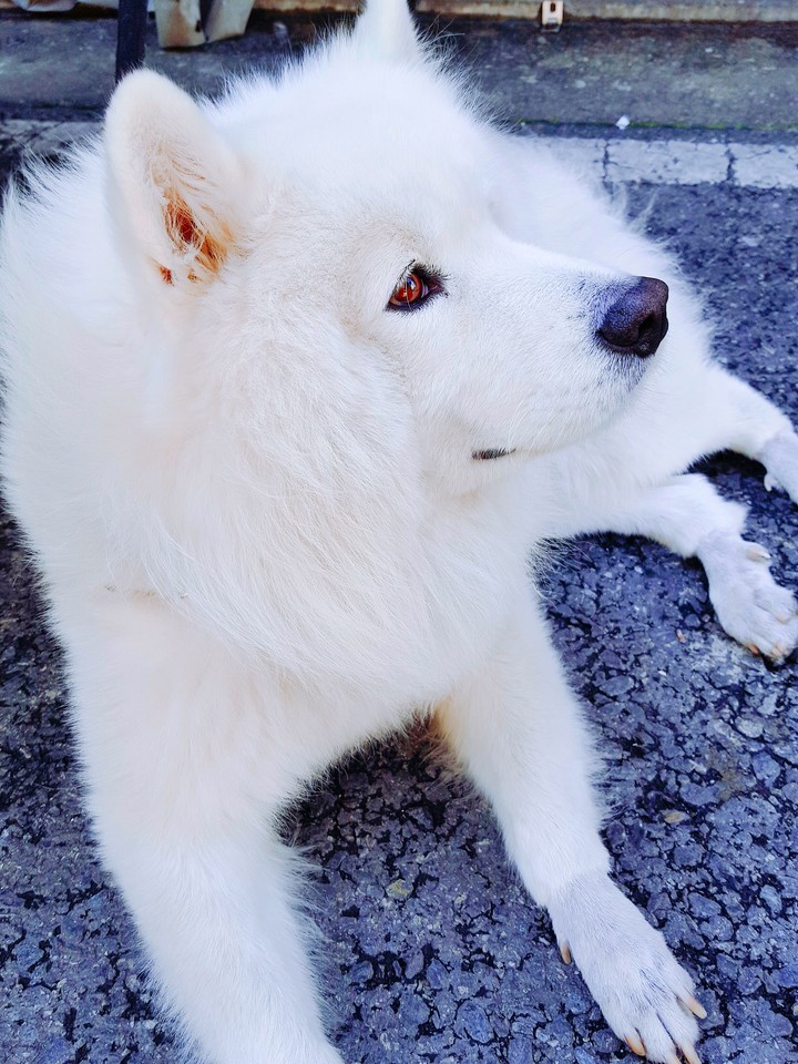dog