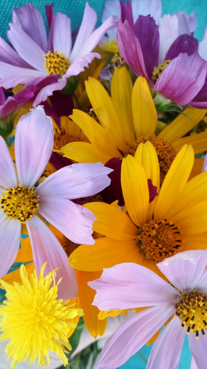 Multicolored