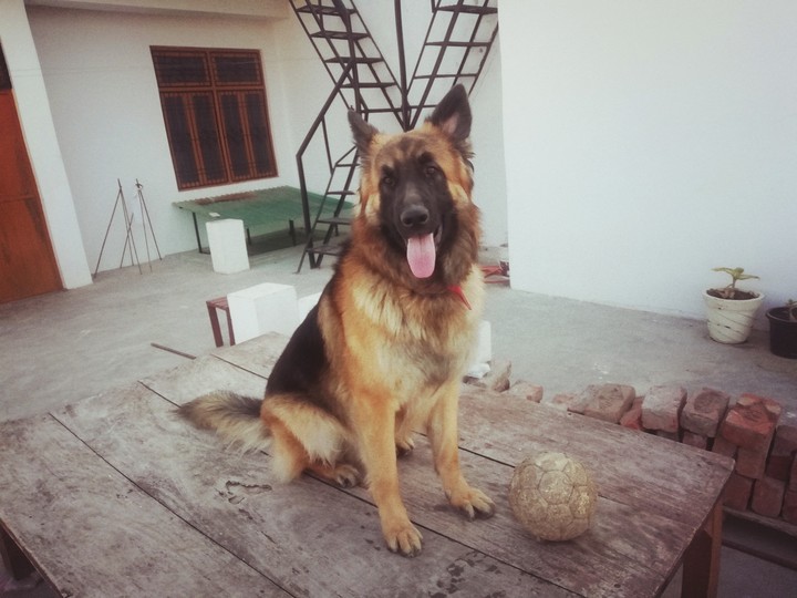 Leo The GSD