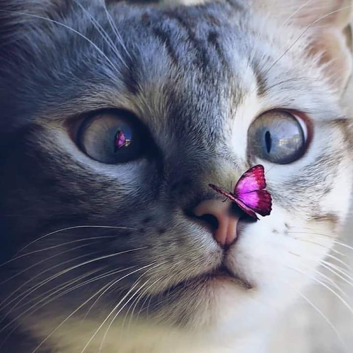 ca..p.