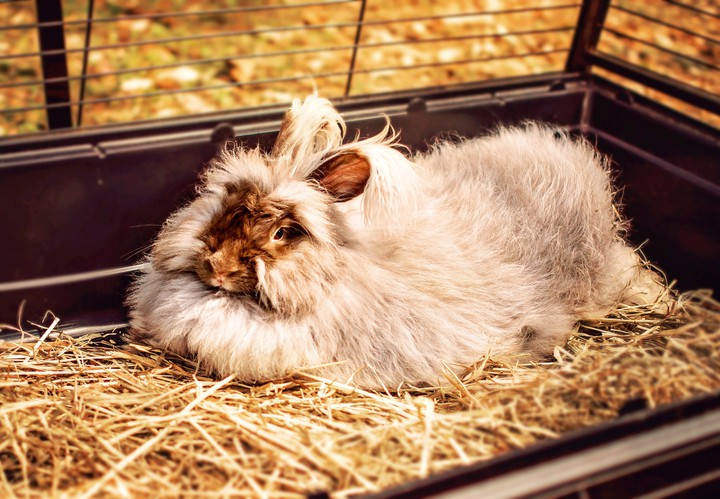 rabbit