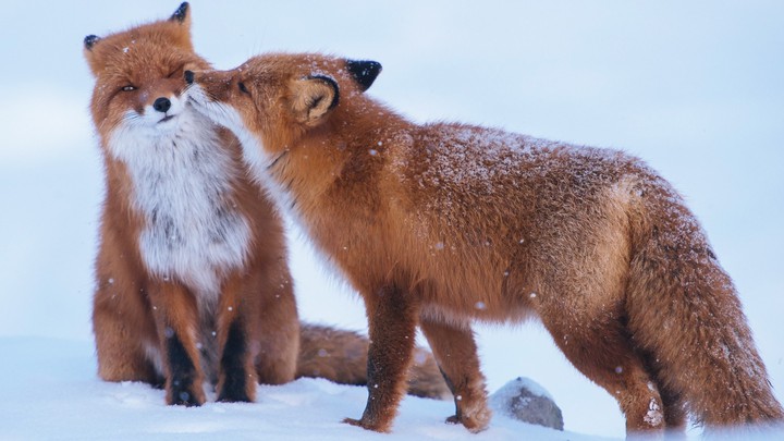 foxes