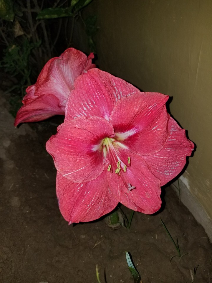 Home Garden