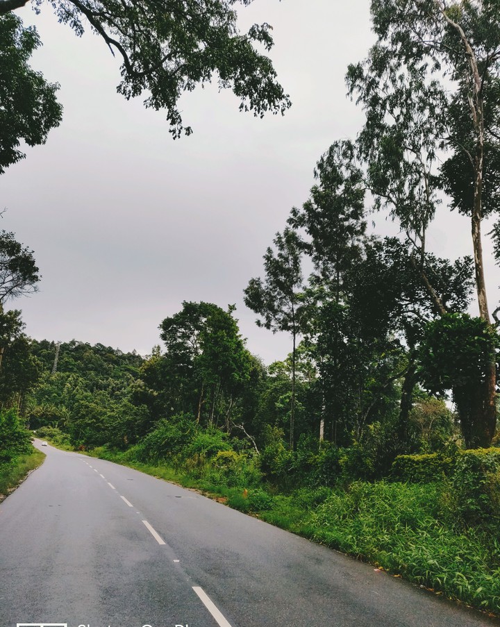jungle