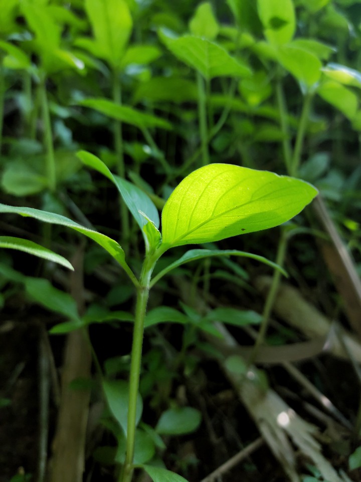 leaf