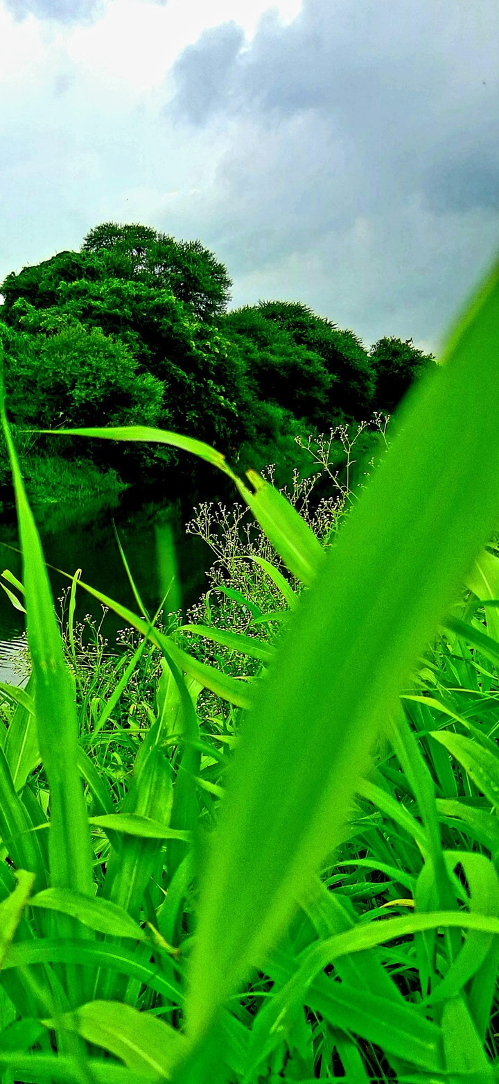 greenery