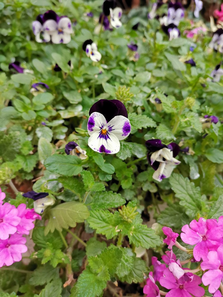 flower