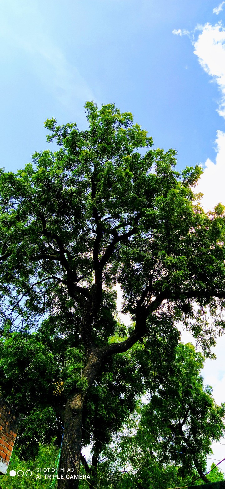green tree neem tree..
