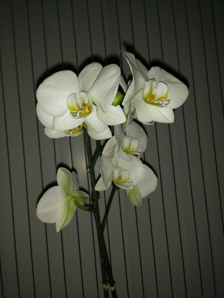 orchideeën