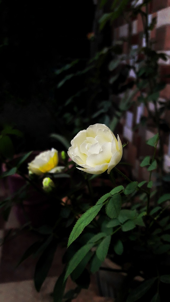 rose in peace...