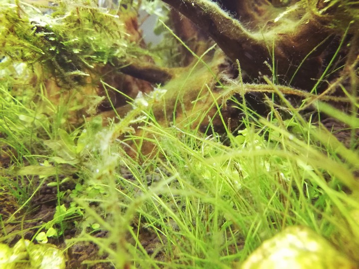 underwater grass