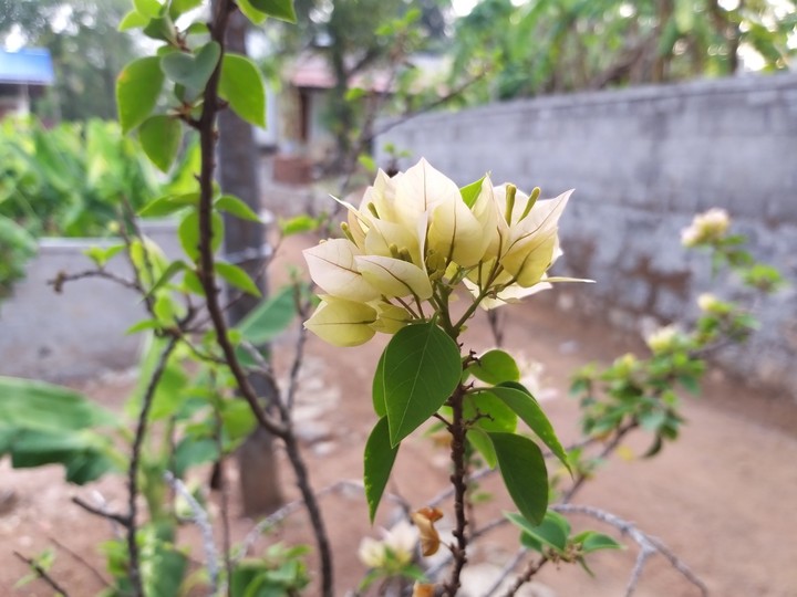flower