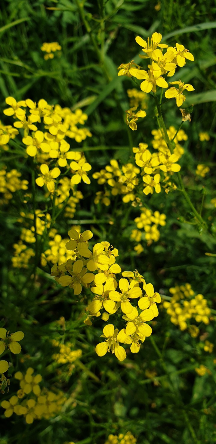 yellow flowers