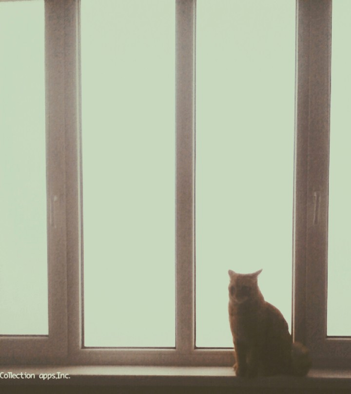 Котик в тумане