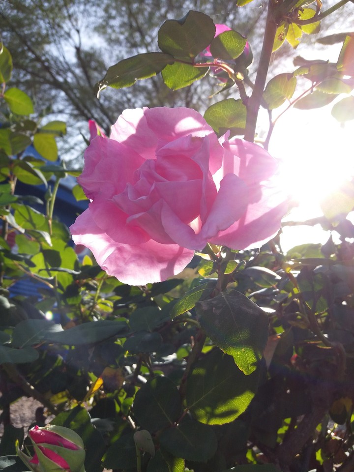lovely sunshine