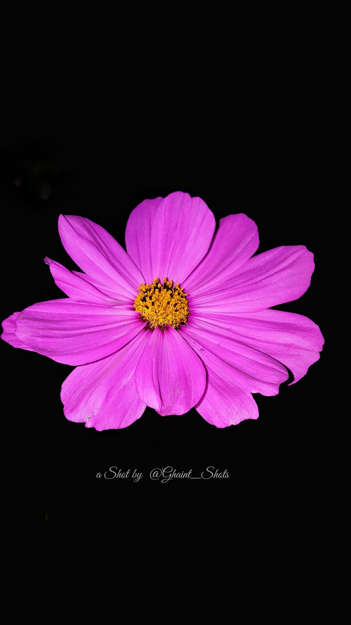 Pink flower  by @Ghaint_Shots