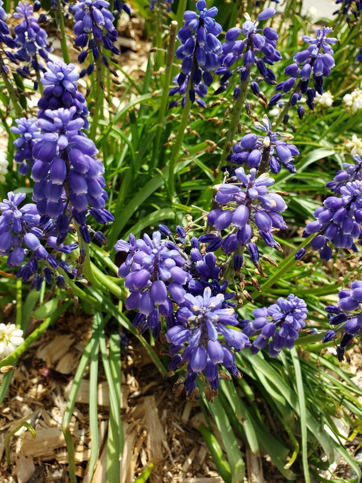 garden wonders