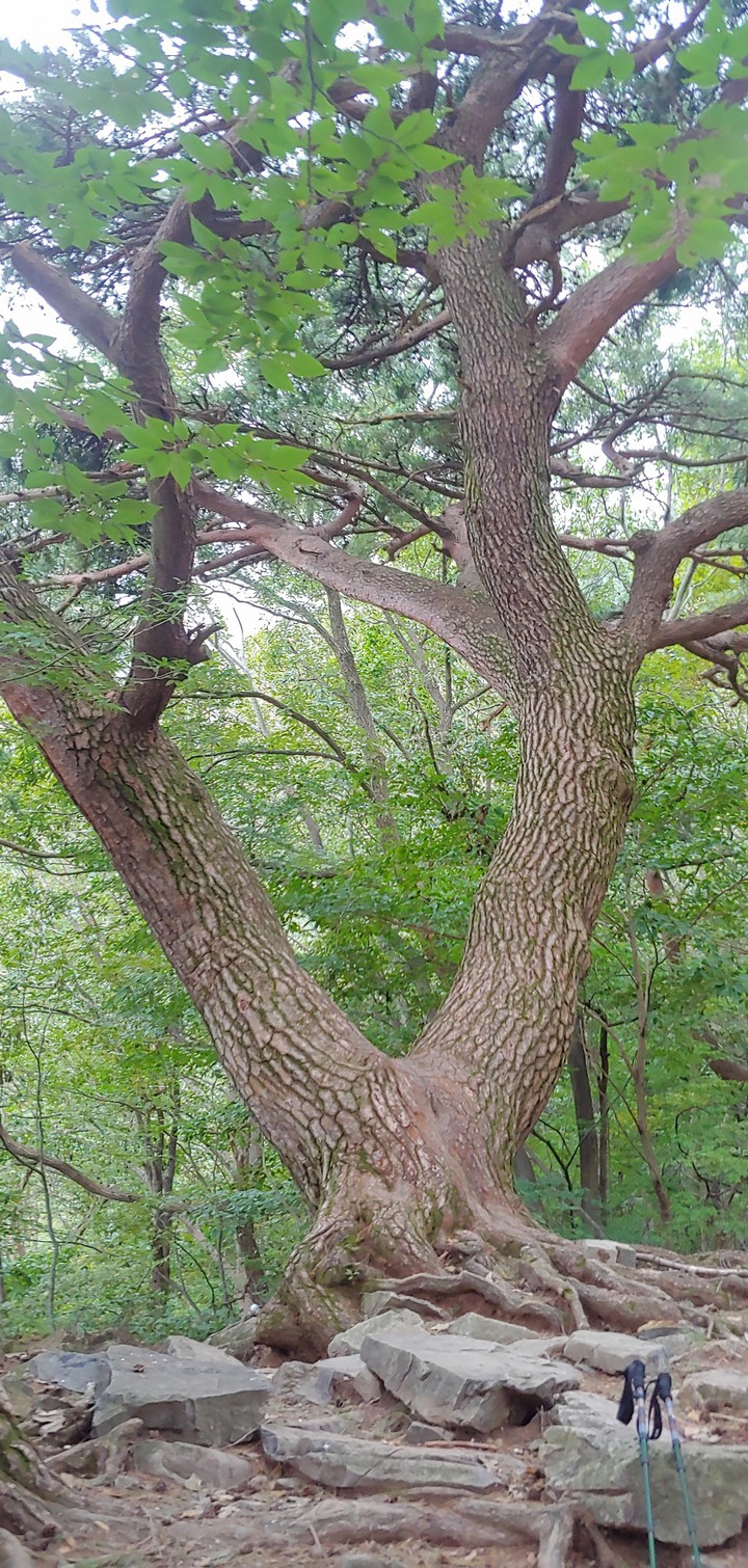 a pine tree!!!