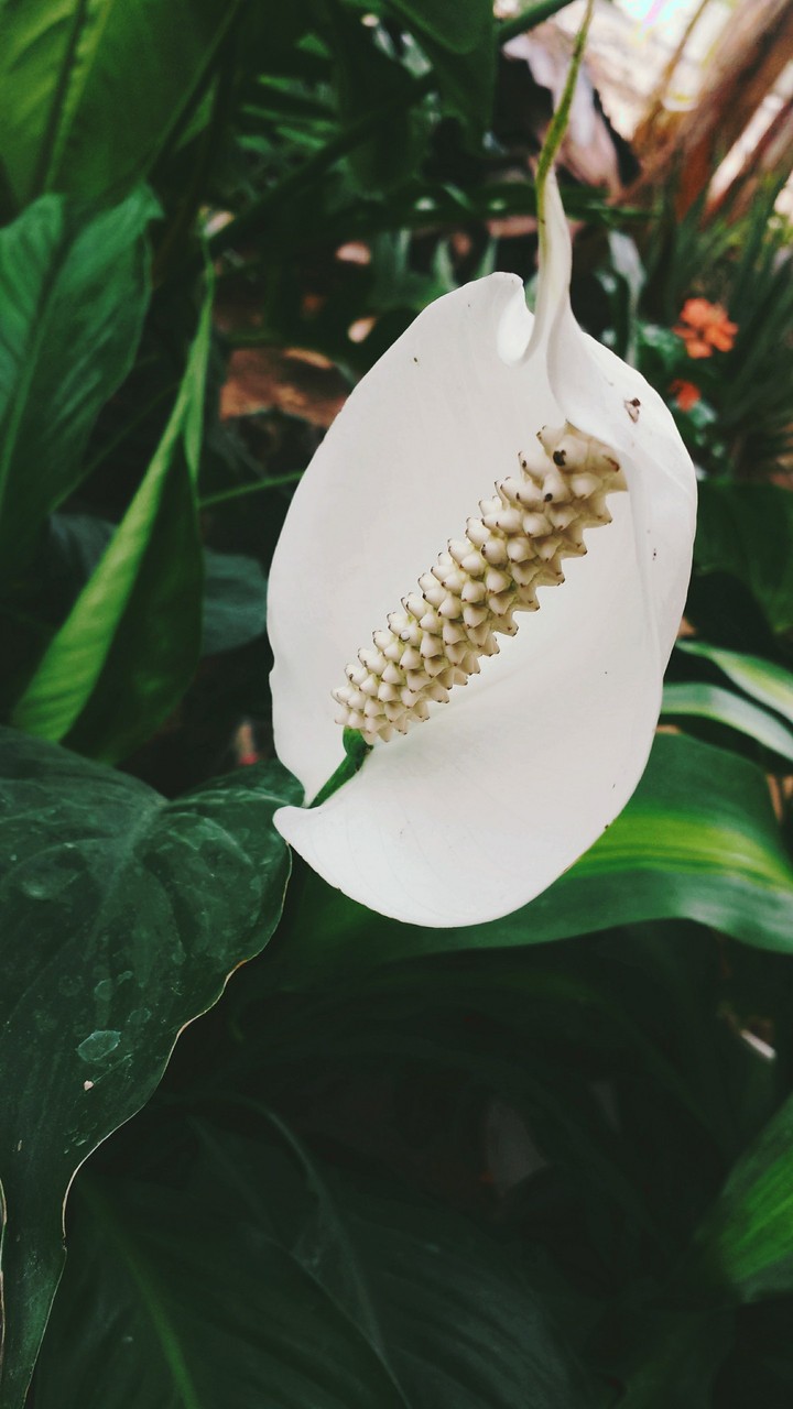 Flor blanca