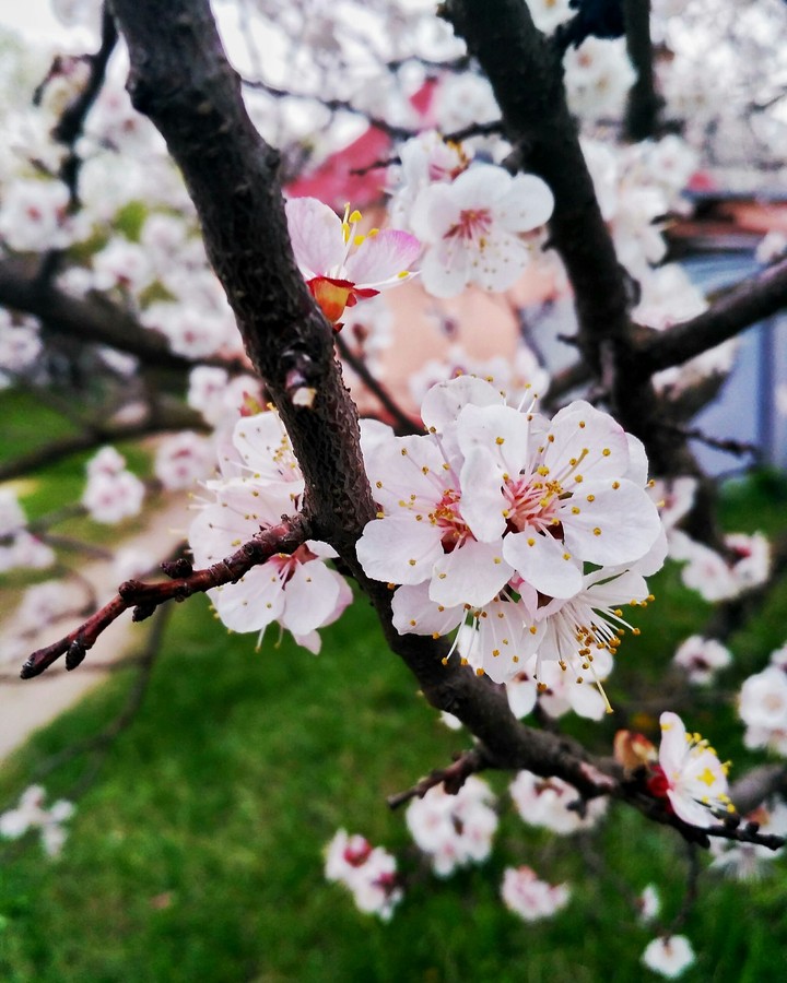 Spring