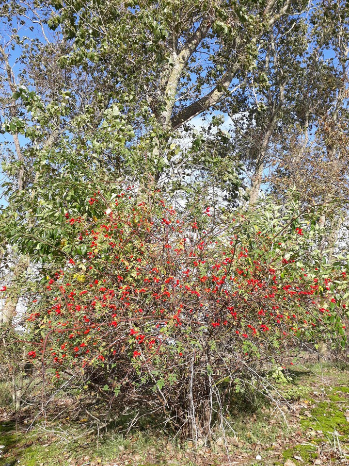 red berry
