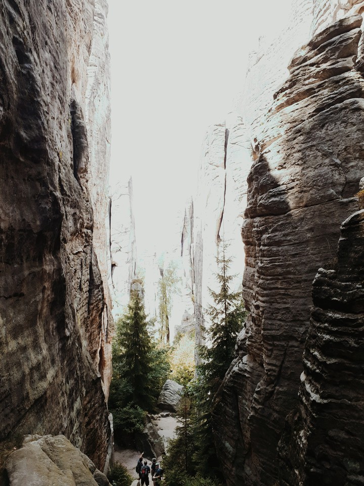 forest in cz