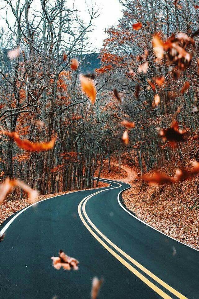 Leaves fall