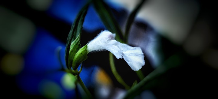 white flower