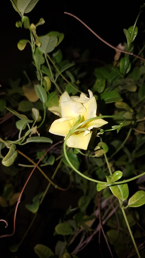 Night flower