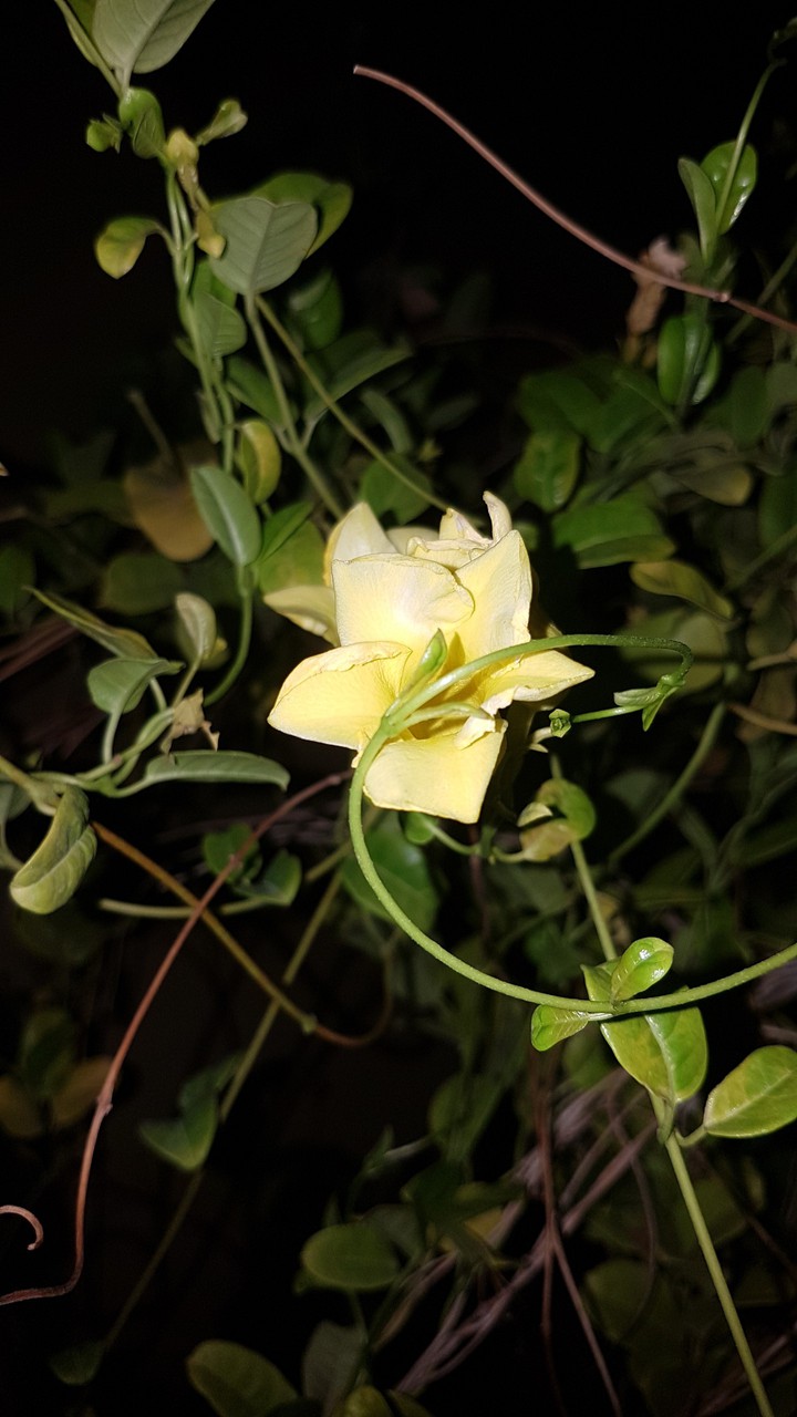 Night flower
