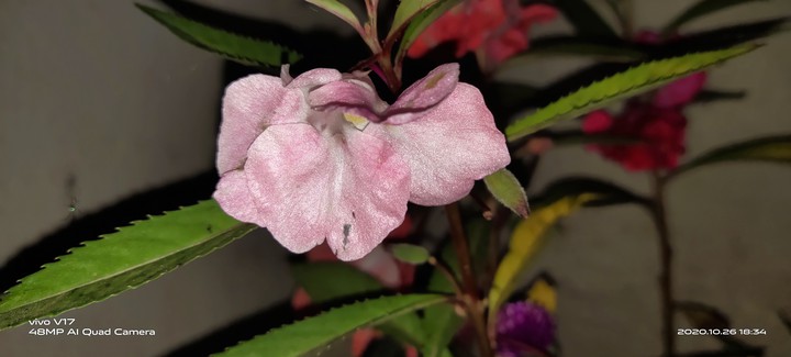 flower