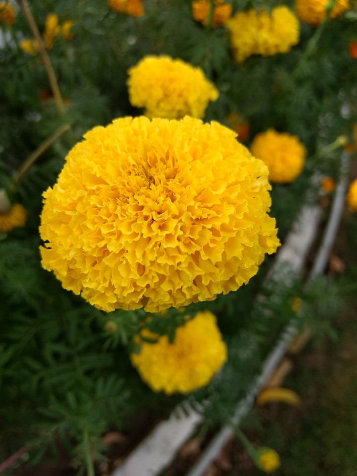 Yellow flower